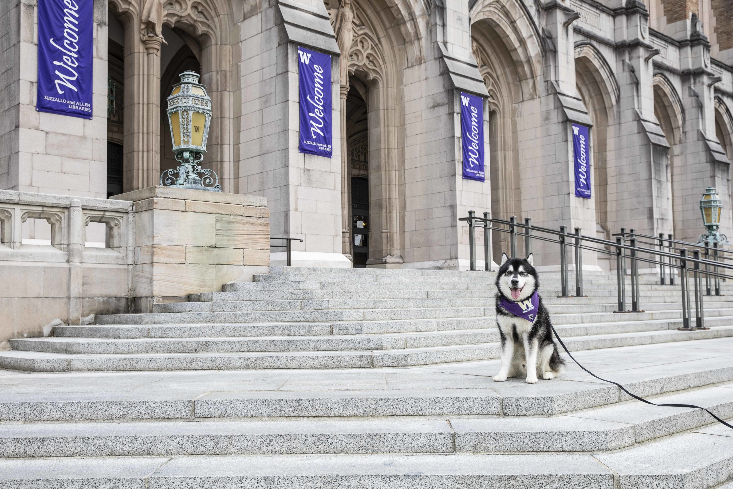 Husky sitting on steps of Suzzallo library
